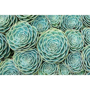 Succulent Plant